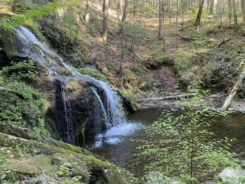 A serene forest scene featuring a small waterfall cascading into a tranquil pool surrounded by lush greenery.