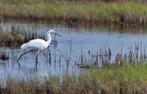 A white heron stands in shallow water among tall grass, reflecting in the calm surface of the marsh.