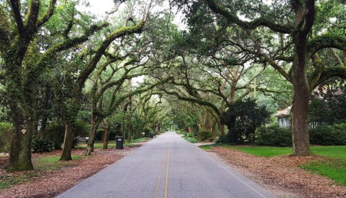 A quiet, tree-lined street with arching branches and fallen leaves, creating a serene, natural canopy.