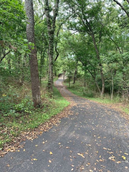 A winding path through a lush green forest, leading to a wooden bridge in the distance.