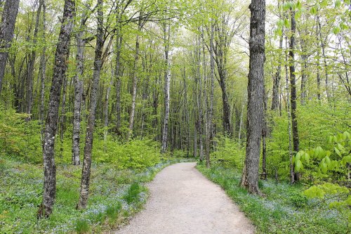 A winding gravel path through a lush green forest with tall trees and blooming wildflowers.