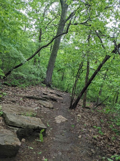 A winding dirt path through a lush green forest, surrounded by trees and rocky terrain.