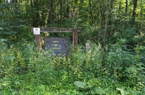 A wooden sign for "White Pine Hollow" surrounded by lush greenery and wildflowers in a forested area.