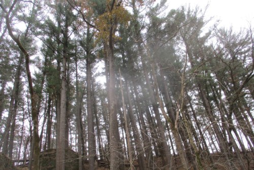 Tall trees rise towards a cloudy sky, with branches reaching out and a misty atmosphere surrounding the forest.