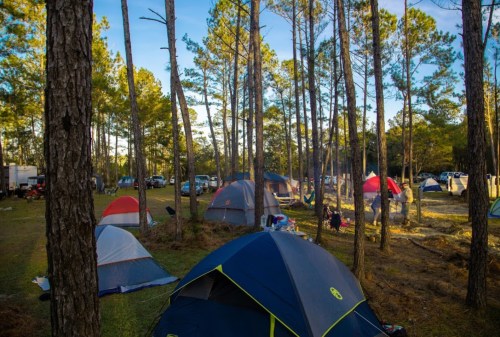 A campsite surrounded by tall trees, featuring several tents and a few vehicles in the background under a clear blue sky.