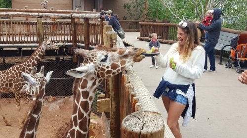A woman feeds a giraffe at a zoo, while another giraffe and visitors are nearby.