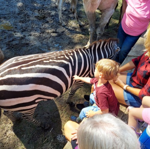 A child gently touches a zebra while adults watch nearby in a muddy outdoor setting.