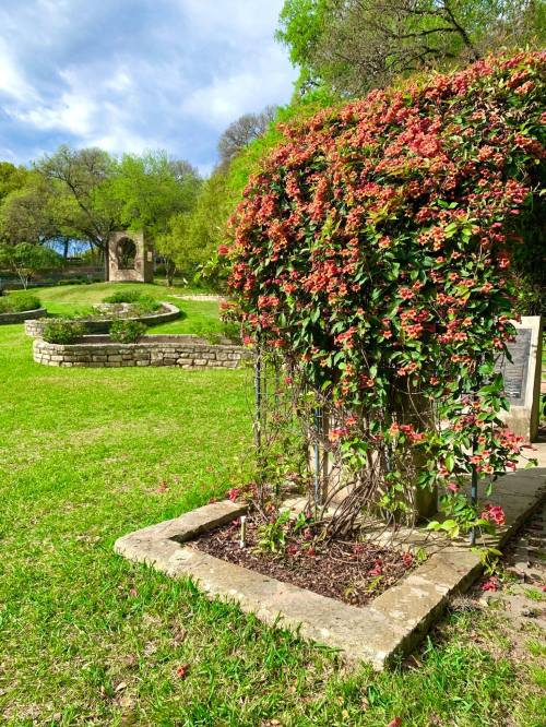 A lush garden with a flowering vine, stone pathways, and greenery under a partly cloudy sky.