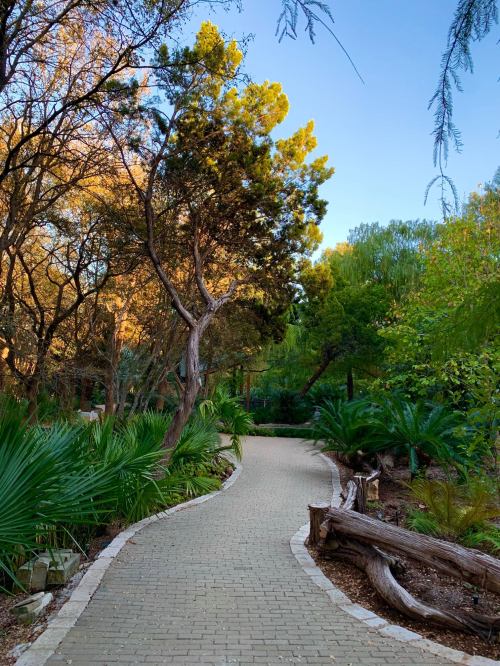 A winding path through a lush garden with trees and tropical plants under a clear blue sky.