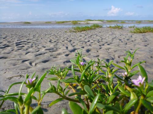 A sandy beach with small green plants and delicate pink flowers in the foreground, and a calm sea in the background.