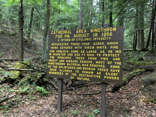 Sign in a forest detailing the impact of a 1956 storm on trees in the Cathedral Area, with surrounding greenery.