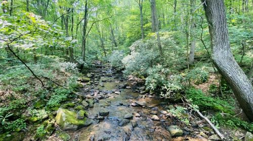 A serene forest scene featuring a small stream flowing through lush greenery and rocks.
