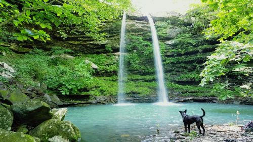 A black dog stands by a clear blue pool, with a waterfall cascading down a rocky cliff surrounded by lush greenery.