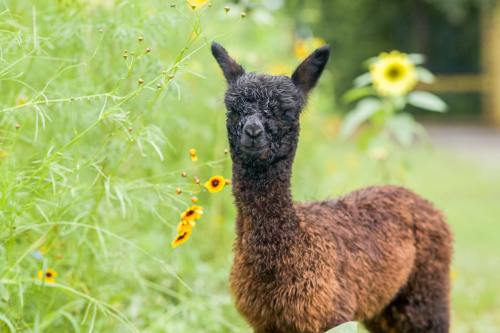A young brown alpaca stands among green plants and sunflowers, looking curiously at the camera.