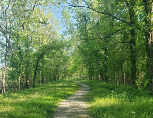 A serene, green forest path surrounded by lush trees and vibrant foliage under a clear blue sky.