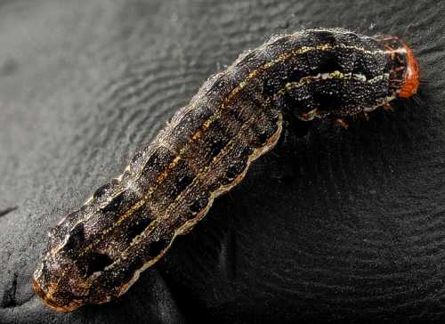 Close-up of a dark, textured caterpillar with orange markings on a black surface.