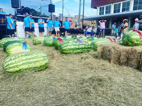 A group of large watermelons on hay bales, with people in blue shirts gathered around for a contest or event.