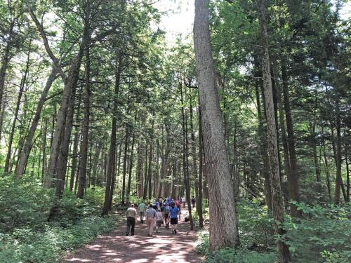A group of people walking along a forest trail surrounded by tall trees and lush greenery.