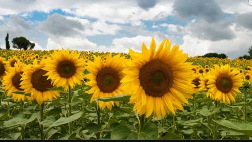 A vibrant field of sunflowers under a cloudy sky, showcasing bright yellow blooms and green leaves.