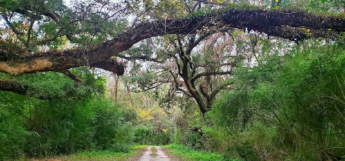 A serene forest path lined with lush greenery and large, arching tree branches overhead.