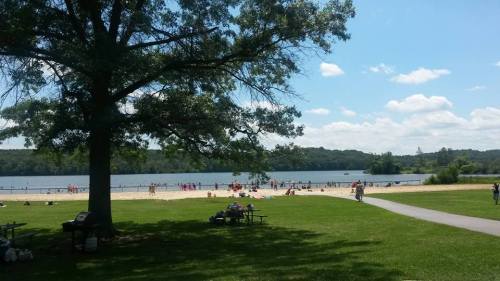 A sunny lakeside scene with people swimming and relaxing on the beach, framed by a large tree and green grass.
