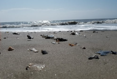 A sandy beach with scattered seashells and gentle waves lapping at the shore under a clear blue sky.