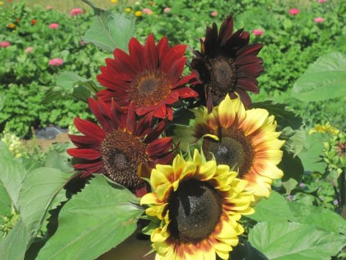 A bouquet of sunflowers in shades of red, yellow, and brown, surrounded by green leaves and a colorful garden backdrop.