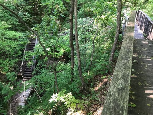 A wooden walkway overlooks a lush green forest with winding paths and stairs among the trees.