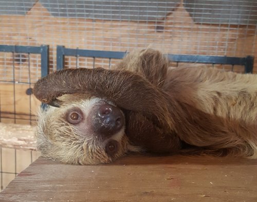 A sloth lying on its back, playfully covering its face with one arm, resting on a wooden surface.