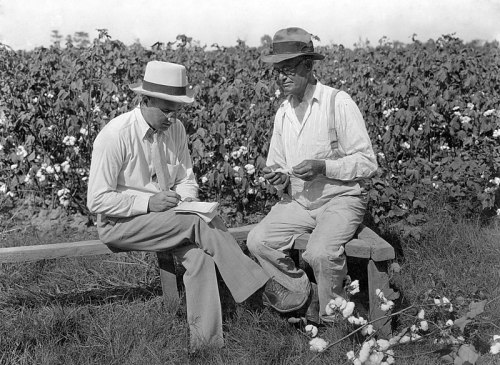 Two men sitting on a bench in a cotton field, one writing notes while the other observes, surrounded by cotton plants.