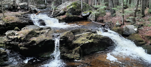 A serene forest scene featuring a flowing stream over moss-covered rocks, surrounded by trees and fallen leaves.