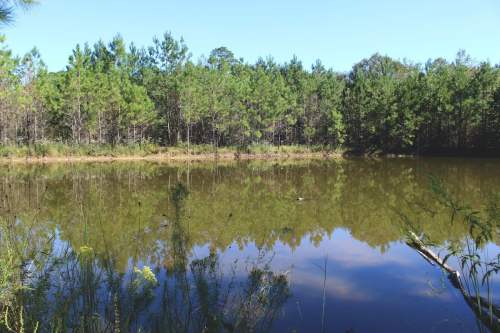 A serene pond surrounded by lush green trees, reflecting the clear blue sky above.