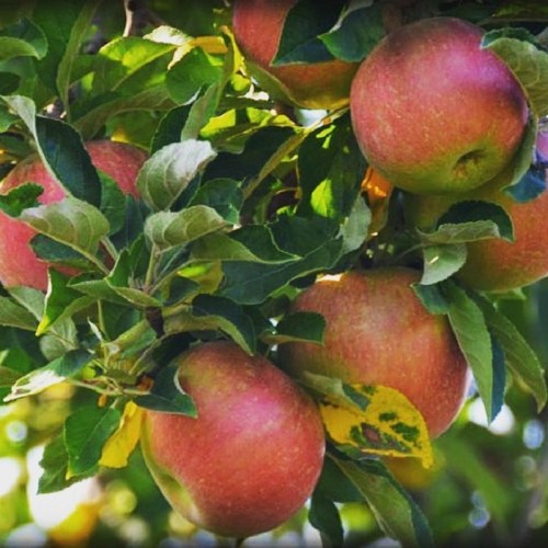 A cluster of ripe red apples hanging from a green leafy branch.