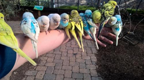 A person's arm covered with colorful budgerigars perched closely together, showcasing various shades of blue, yellow, and green.