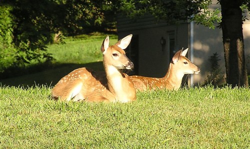Two deer resting on green grass in a sunny outdoor setting.