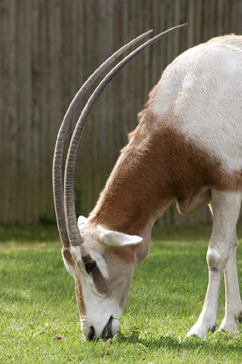 A gazelle with long, curved horns grazes on green grass in a grassy area.