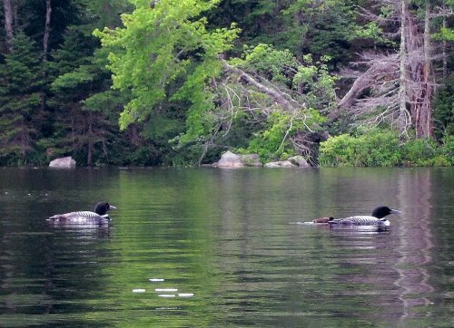 Two loons swimming on a calm lake, surrounded by lush green trees and reflections on the water's surface.