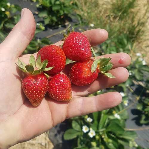 A hand holding four ripe strawberries against a background of green plants.