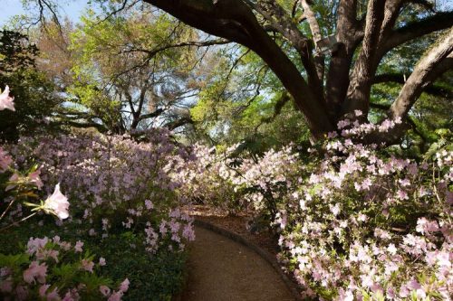 A serene garden path surrounded by blooming pink azaleas and lush green trees under a clear blue sky.