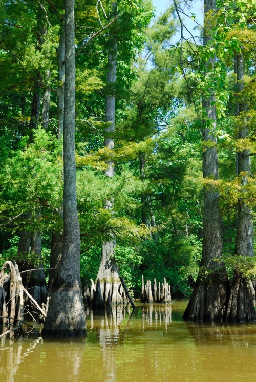 Lush green swamp with tall trees and cypress knees rising from the water, reflecting a vibrant natural landscape.