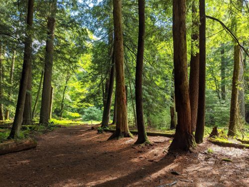 Sunlit forest scene with tall trees, dappled light, and a carpet of pine needles on the ground.