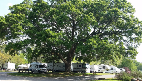 A large tree provides shade over parked RVs in a campground setting.
