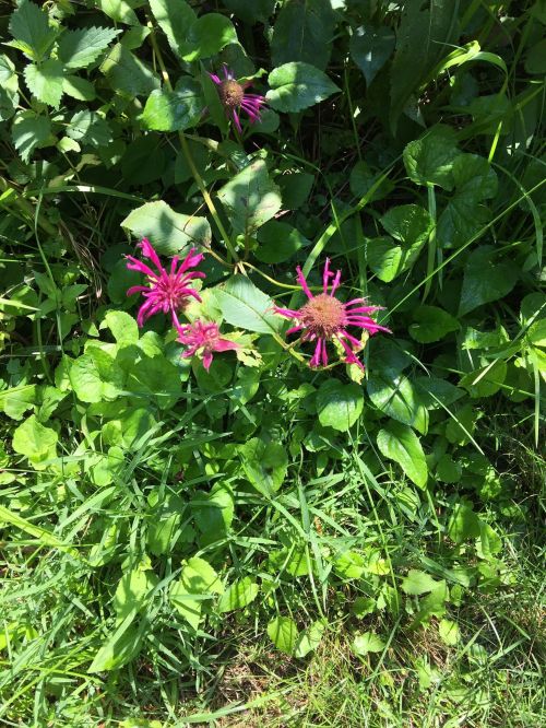 A cluster of vibrant pink flowers surrounded by green leaves and grass in a natural setting.