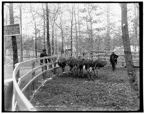A group of ostriches in a fenced area, with two men observing them among trees in a park setting.