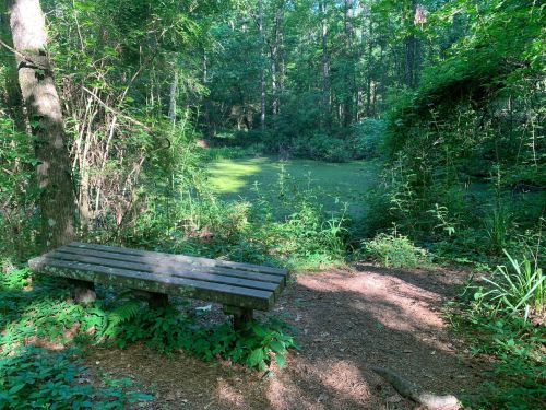 A wooden bench beside a serene, green pond surrounded by lush trees and foliage in a peaceful forest setting.