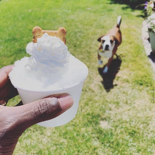 A hand holds a cup of whipped cream topped with a cookie, while a dog runs in the background on green grass.
