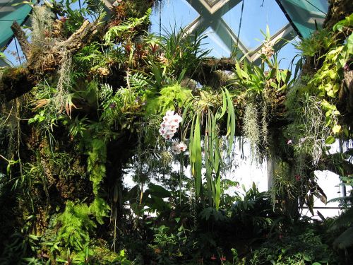 Lush green plants and orchids thrive in a vibrant indoor garden with a glass ceiling.