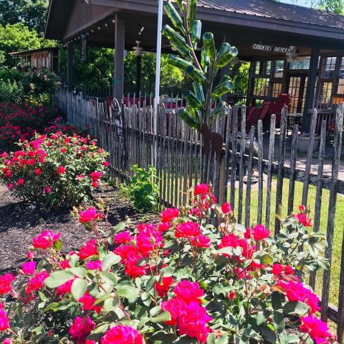 A vibrant garden with blooming pink roses and a rustic wooden fence, near a charming country building.