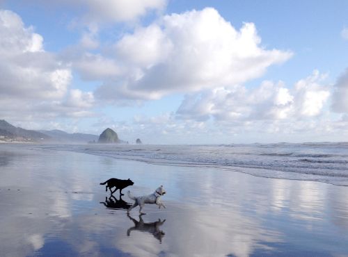 Two dogs play on a sandy beach, reflecting in the water under a cloudy sky with distant hills.