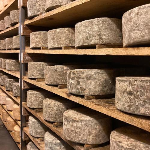 A wooden shelf filled with round, rustic cheese wheels, showcasing various sizes and textures.